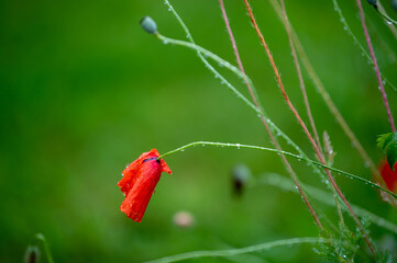 wet poppy