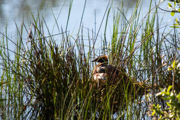 The Slavonian Grebe (Podiceps auritus) is on the UK's rarest nesting birds