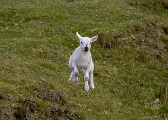 Lambs wandering in the Scottish Highlands, UK