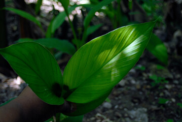 hierbas orgánicas, sin pesticidas cultivadas en el sur de México