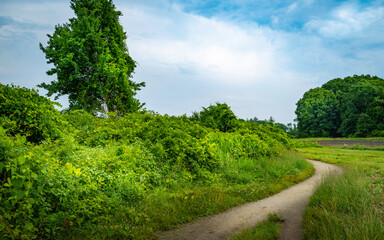 Forest Landscape with Curved Footpath and Peaceful Clouds. Nature Trail Trip Image with Space for Text.