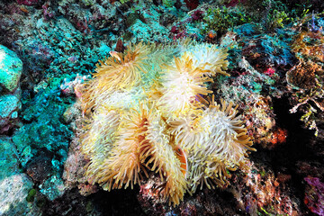 An anemone and it's Clown fish