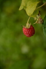 Red raspberry berry close up on blurred background