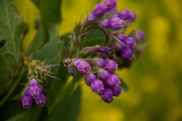 Purple comfrey (symphytum) flowers on a yellow field with rapeseed
