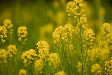 Many yellow flowers rapeseed in the field