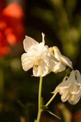 White aquilegia flowers on a blurred spring background
