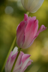 Obraz premium Delicate pink tulips on a blurred background