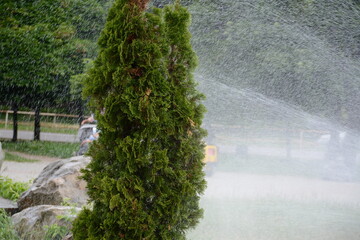 A flower bed is watered in the heat from a fire hose