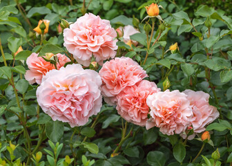Sangerhaeuser Jubilaeums-Rose with bright color and joy of blooming