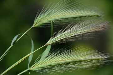 Three green ears of cereal on a dark background