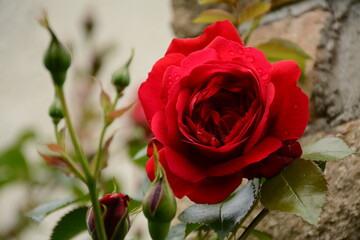 Red rose in the garden on a cloudy day