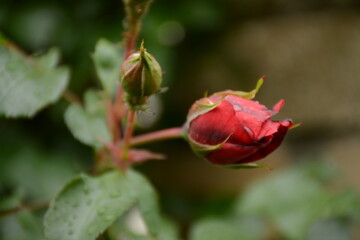 Little red rose on a blurred background