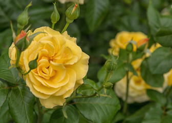 Rose Dania, a large luscious blooms of yellow