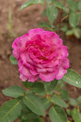 Rose Summer Rainbow. Selected sorts of exquisite roses for parks, gardens, beds, decoration. Close up