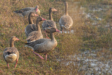 Graylag goose in wet land