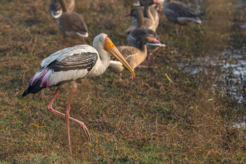 Painted Strok in wet land