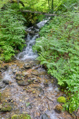 Creek babbling over small rocky waterfall in green forest