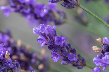 Lavendel Blüten im nahen Lavandula angustifolia