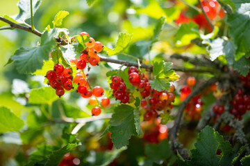 Red currant detail