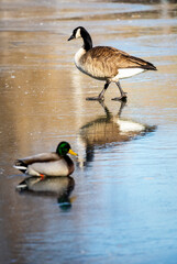 A Canada Goose walks across the ice while a drake Mallard sits on the ice.  Mallard is blurred in the foreground.  Reflections in the ice.