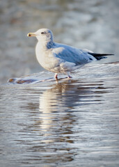 A young Herring Gull sits on the edge of a river spillway on a sunny winter's day. - obrazy, fototapety, plakaty