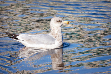 A young Herring Gull swims in open water on a sunny winter's day.