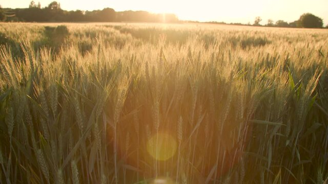 4K jib or crane clip of the sun setting over wheat or barley field at sunset
