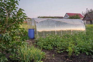 greenhouse with vegetables