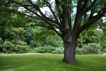 Lush green lawn under a large tree. A place to rest. Nature and greenery around. The tree provides shelter from the sun. Shelter under the branches of a spreading oak tree