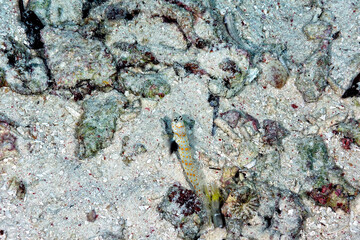 A picture of an orange spotted shrimp goby