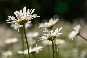 białe kwiaty w promieniach słońca