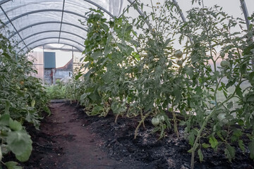 greenhouse with plants