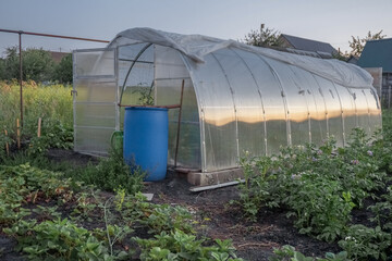 greenhouse with plants
