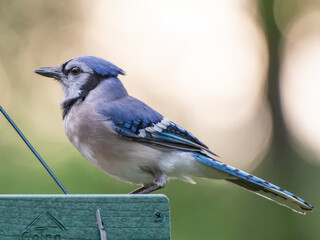 A bluejay sits on a feeder in Texas.