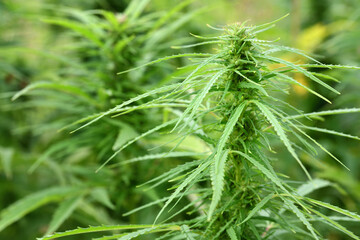 Close up of a field of cannabis or marijuana plants growing outdoors in summer