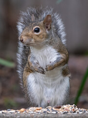 A watchful squirrel looks up from his supply of seeds.