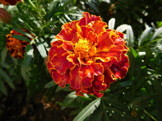 orange flower in garden