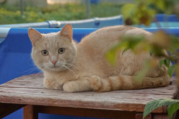cat sitting on the fence