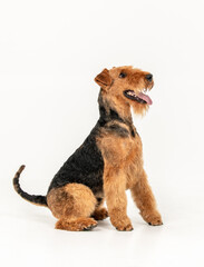 Airedale terrier dog isolated on white background copy space for text