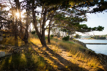 Pine trees in backlit sunlight on sveti Juraj small island on Rab Croatia