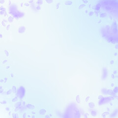 Violet flower petals falling down. Artistic romant