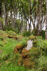 Woodland on Islay, Scotland