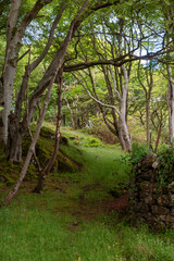 Woodland on Islay, Scotland
