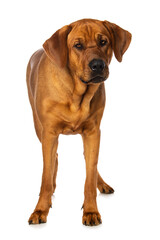 Broholmer dog isolated on white background