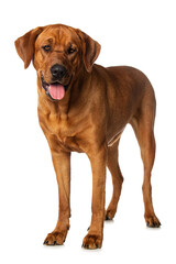 Broholmer dog isolated on white background