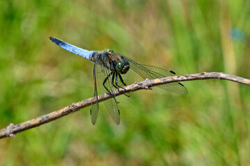 Black-tailed skimmer // Großer Blaupfeil (Orthetrum cancellatum) © bennytrapp