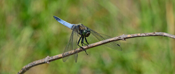 Großer Blaupfeil // Black-tailed skimmer (Orthetrum cancellatum)