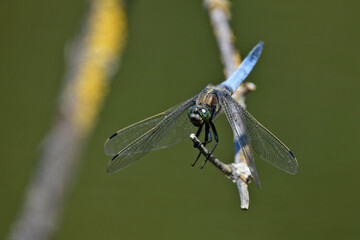 Großer Blaupfeil // Black-tailed skimmer (Orthetrum cancellatum) © bennytrapp