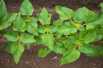 A bed of young rich green sunflowers from the field. Young shoots. Agriculture. Growing plants.