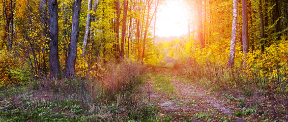 Golden autumn in the forest. Autumn forest with colorful trees and a road at sunset